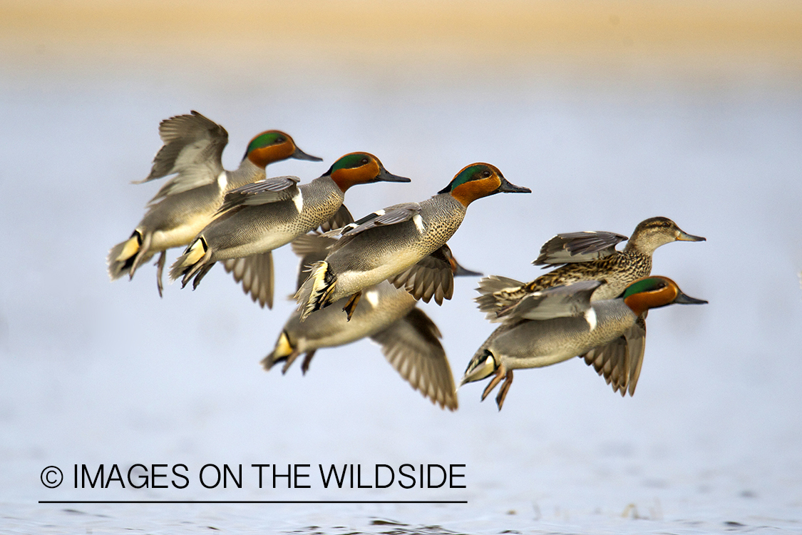 Green-winged Teal flock in flight. 