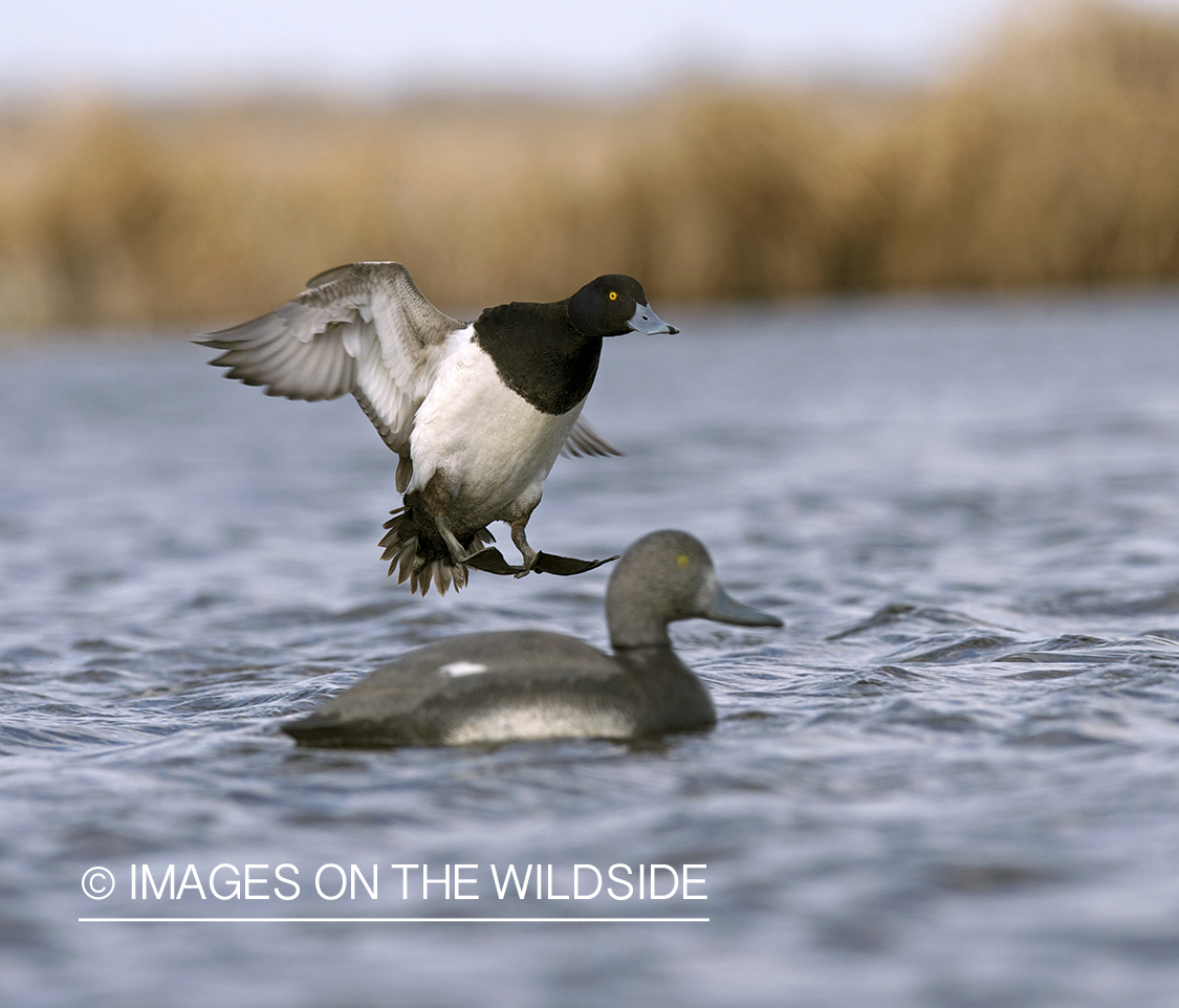 Lesser Scaup duck landing with decoys.