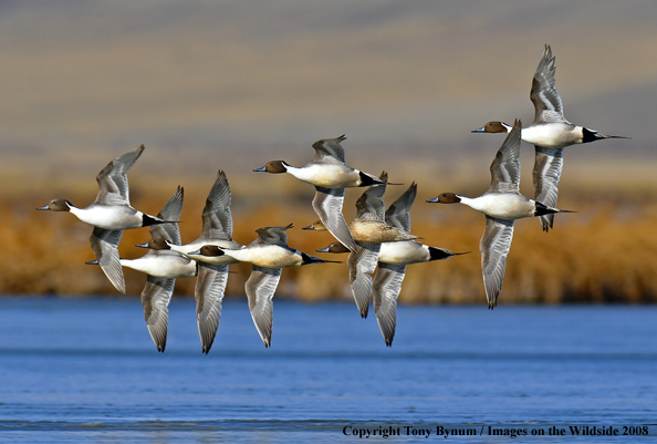 Pintails in habitat