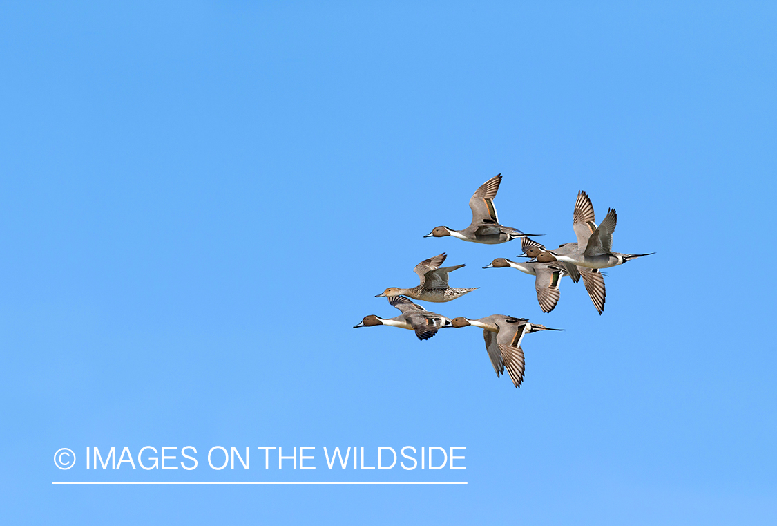 Pintail flock flying.