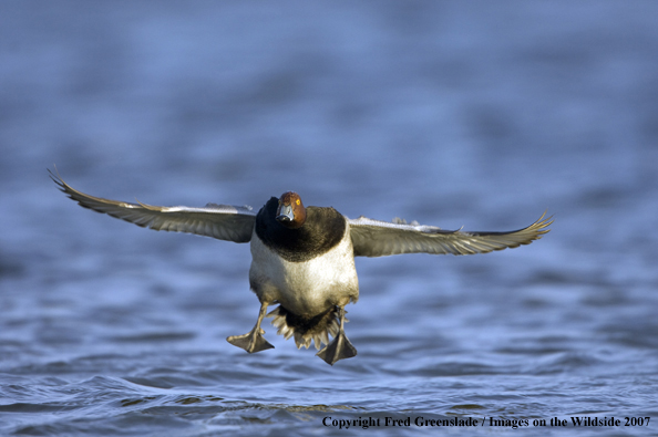 Redhead duck in habitat