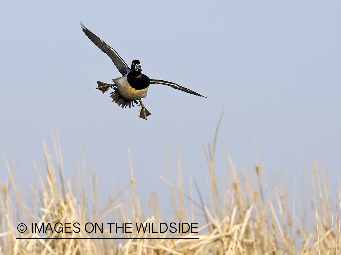 Ring-necked ducks in flight.