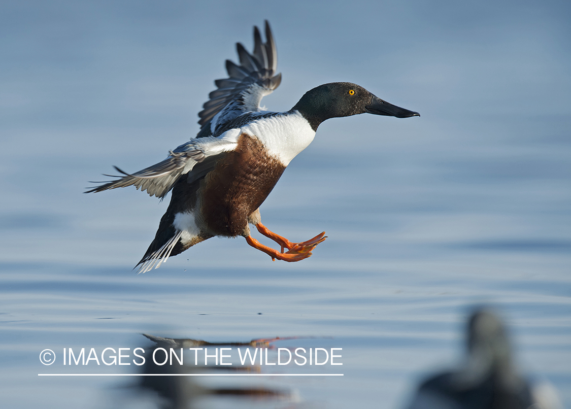 Shoveler in flight.