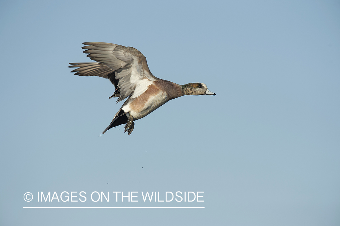 Wigeon in flight.