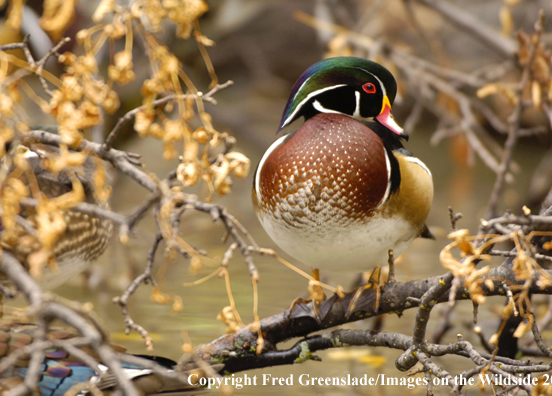 Wood duck