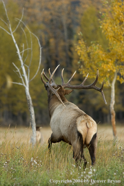 Rocky Mountain bull elk in habitat.