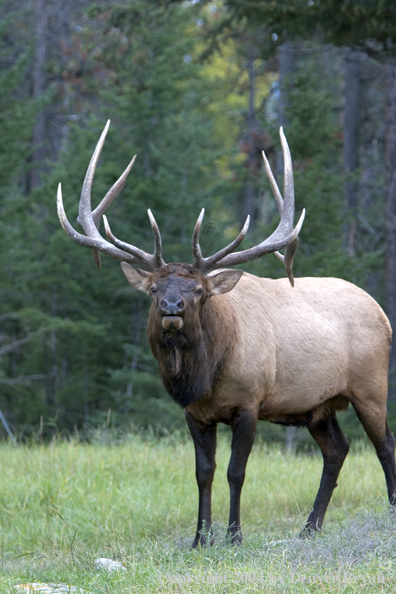 Rocky Mountain bull elk in habitat.