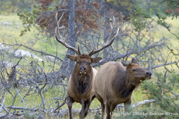 Rocky Mountain bull elk following cow elk.