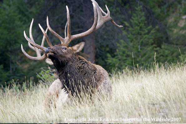 Elk in habitat