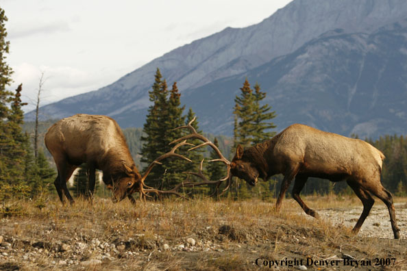 Rocky Mountain Elk sparring