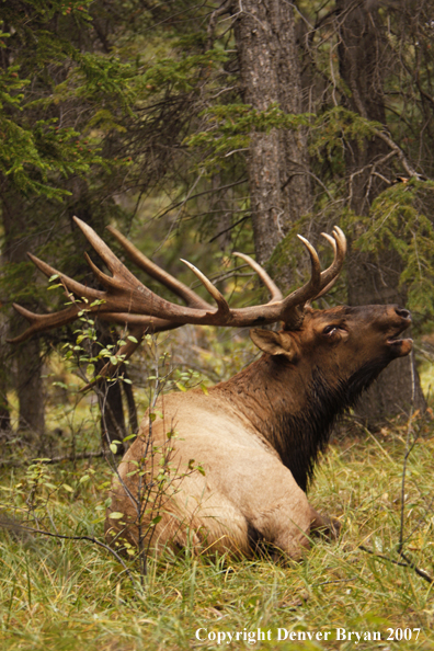 Rocky Mountain Elk bedded down and bugling