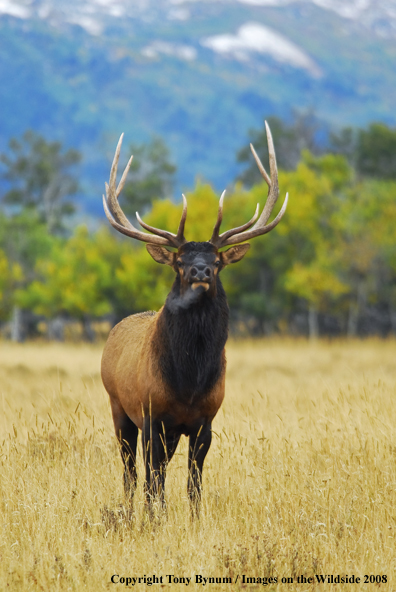 Rocky Mountain Elk in habitat