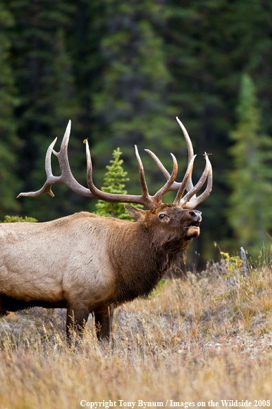 Bull Elk in field