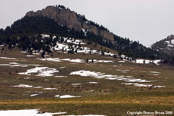 Rocky Montain Elk Herd