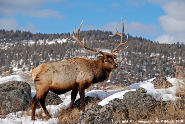 Rocky Mountain Bull Elk in habitat. 