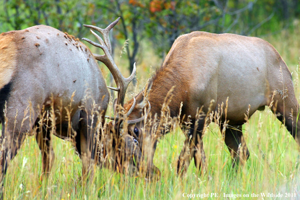 Rocky Mountain elk fighting. 