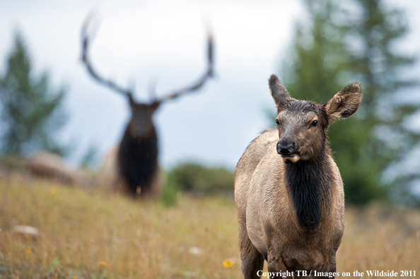 Rocky Mountain cow elk in habitat. 