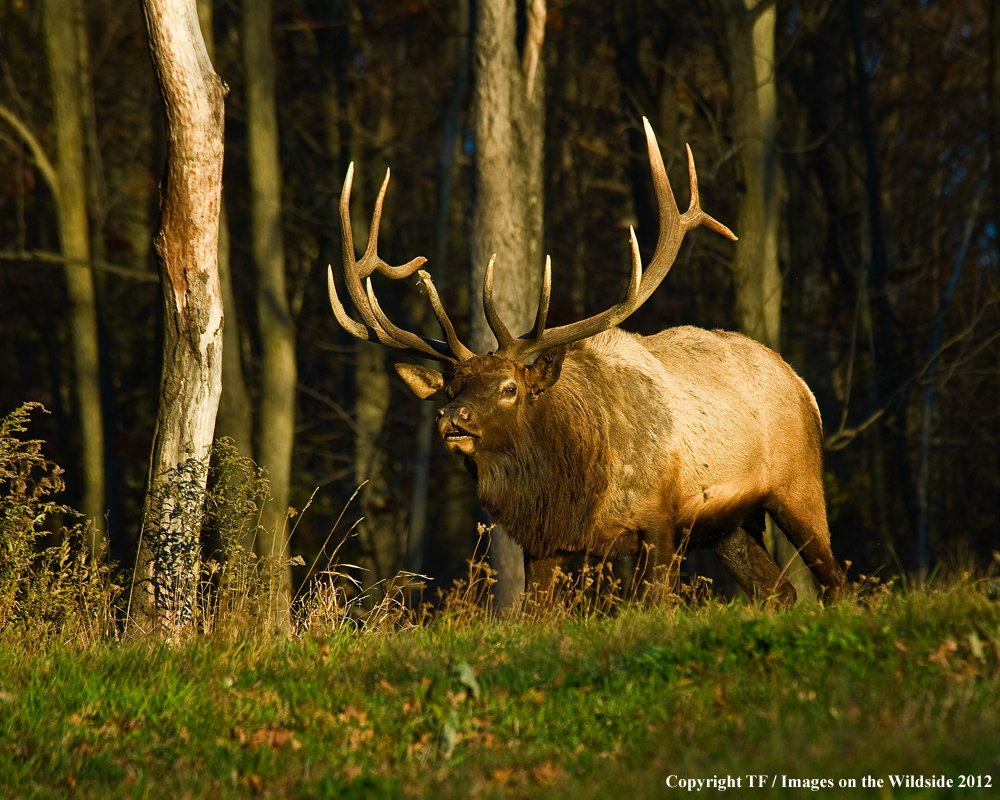 Bull elk bugling.  