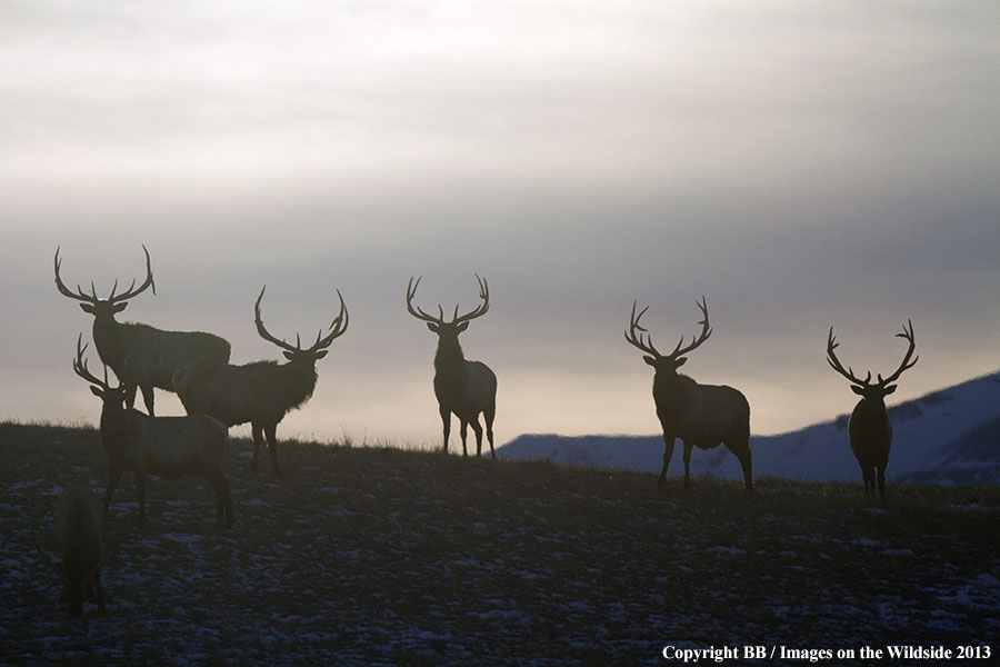 Rocky Moutain Elk in habitat.