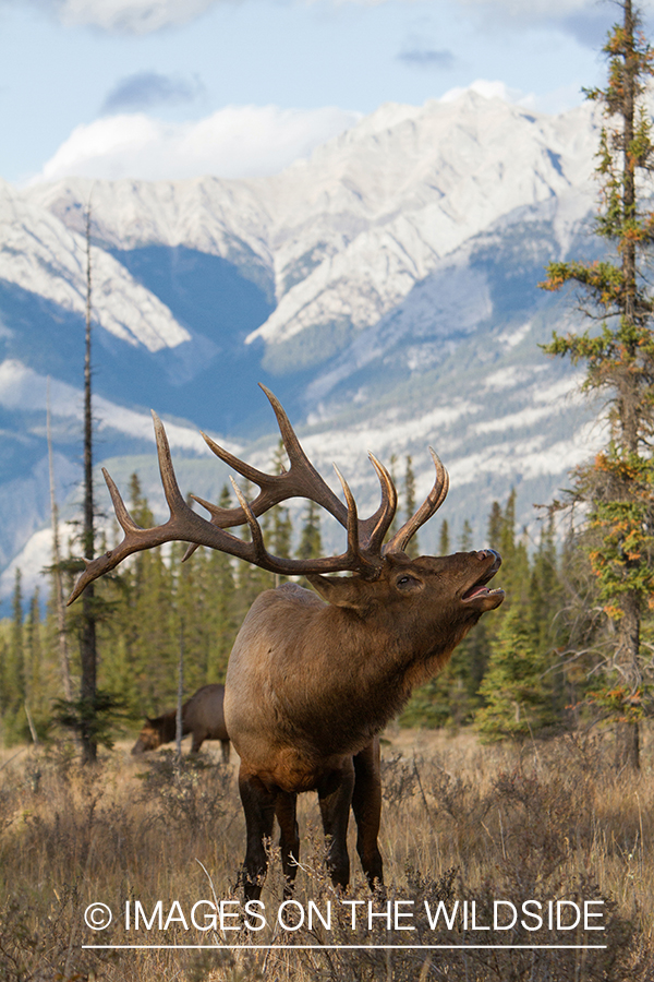 Rocky Mountain Bull Elk bugling in habitat.