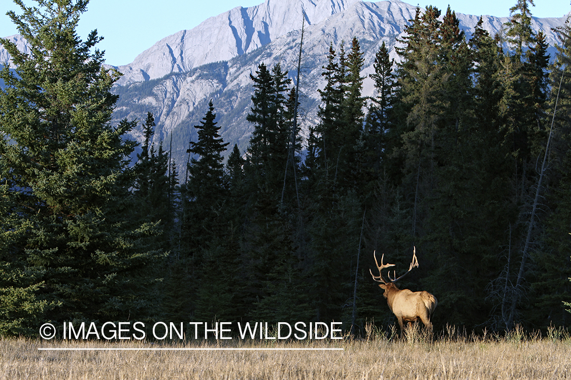 Rocky Mountain Bull Elk in habitat.