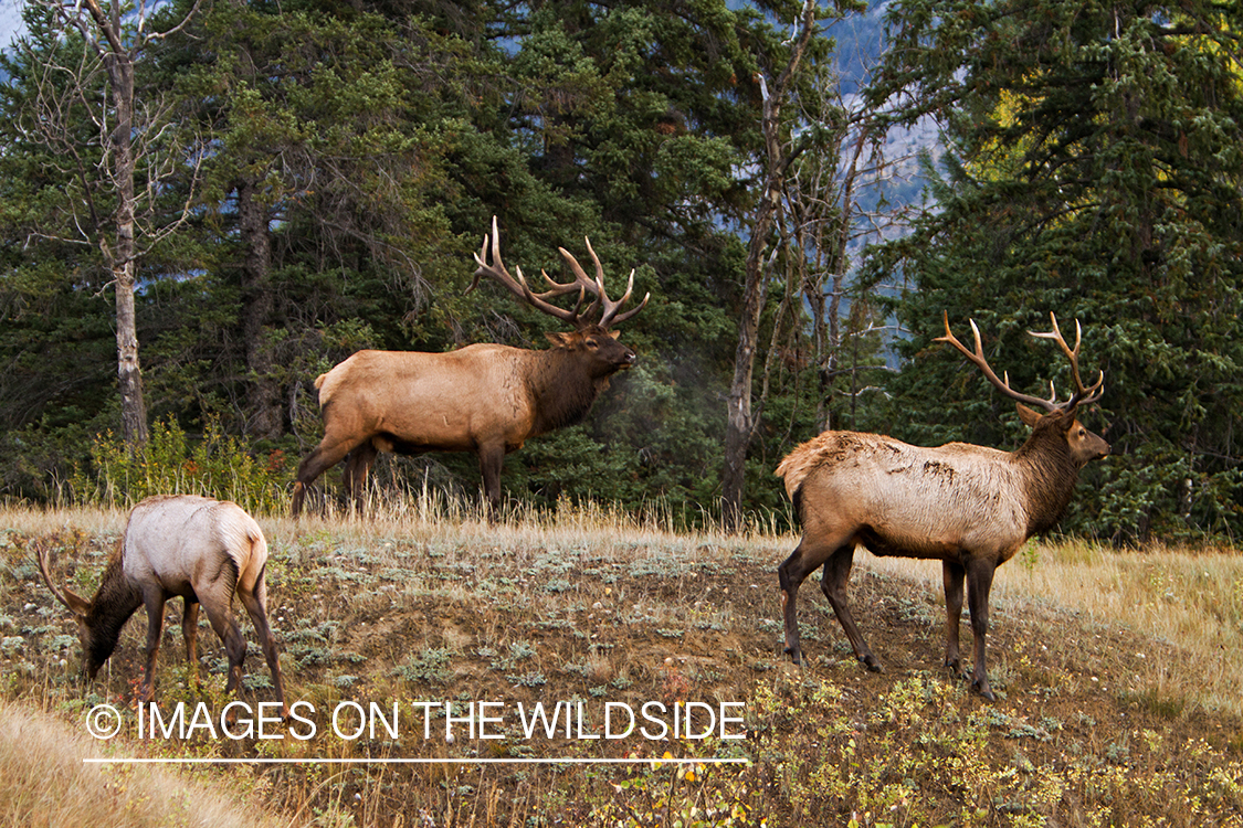 Rocky Mountain Bulls  in habitat.