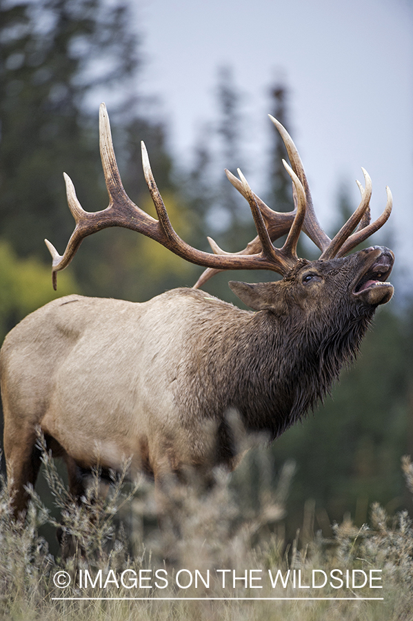 Bull elk bugling.