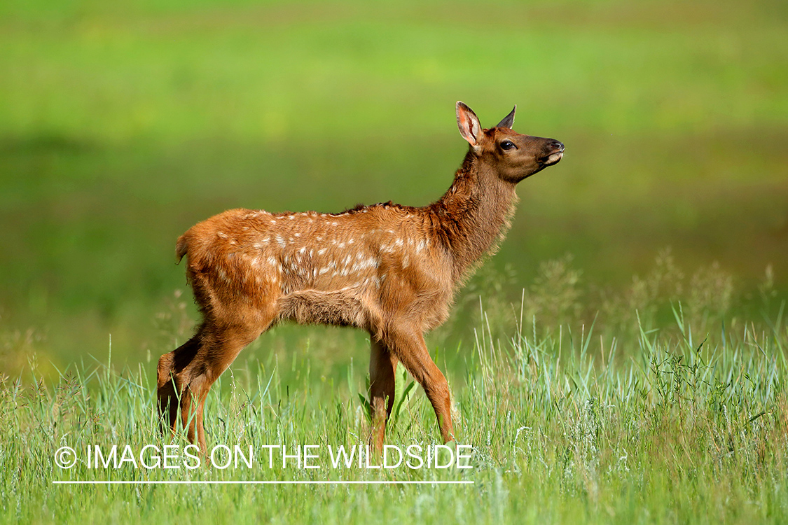 Rocky Mountain Elk calf in mountain meadow.