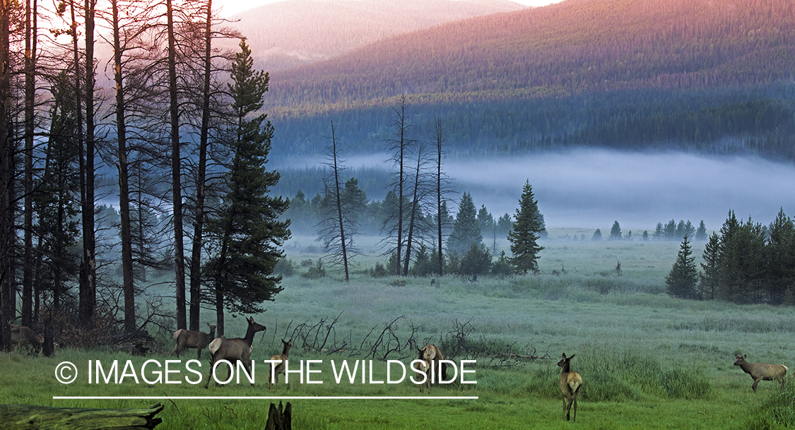 Elk herd in field.