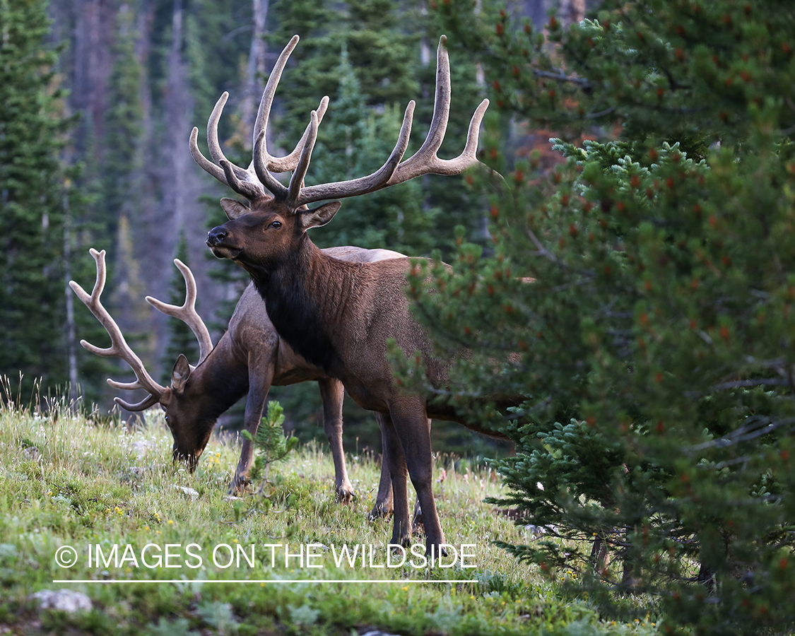 Bull elk in habitat.