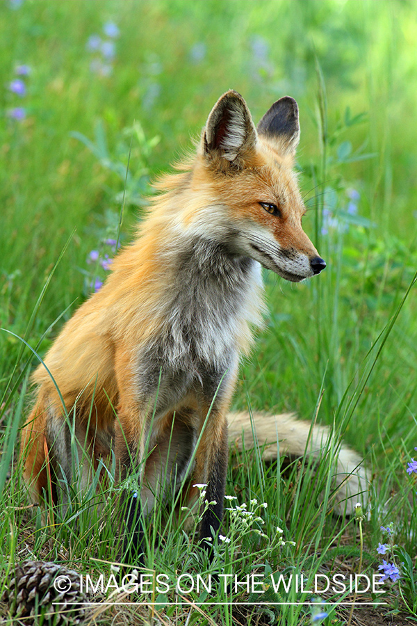 Red Fox in habitat.