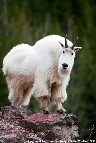 Billy Mountain Goat