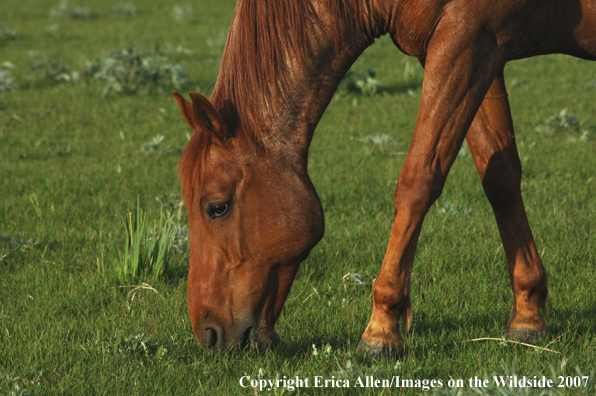 Red Roan Horse