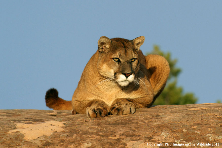 Mountain Lion in habitat.