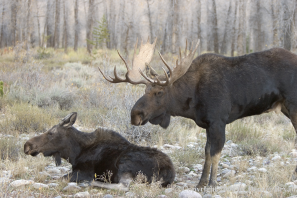 Shiras bull moose in habitat with cow.