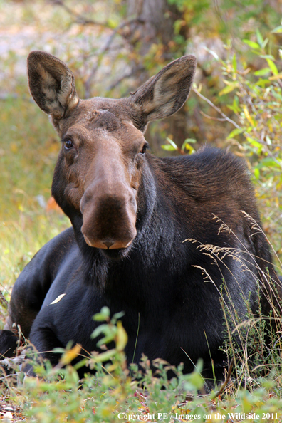 Moose in habitat. 