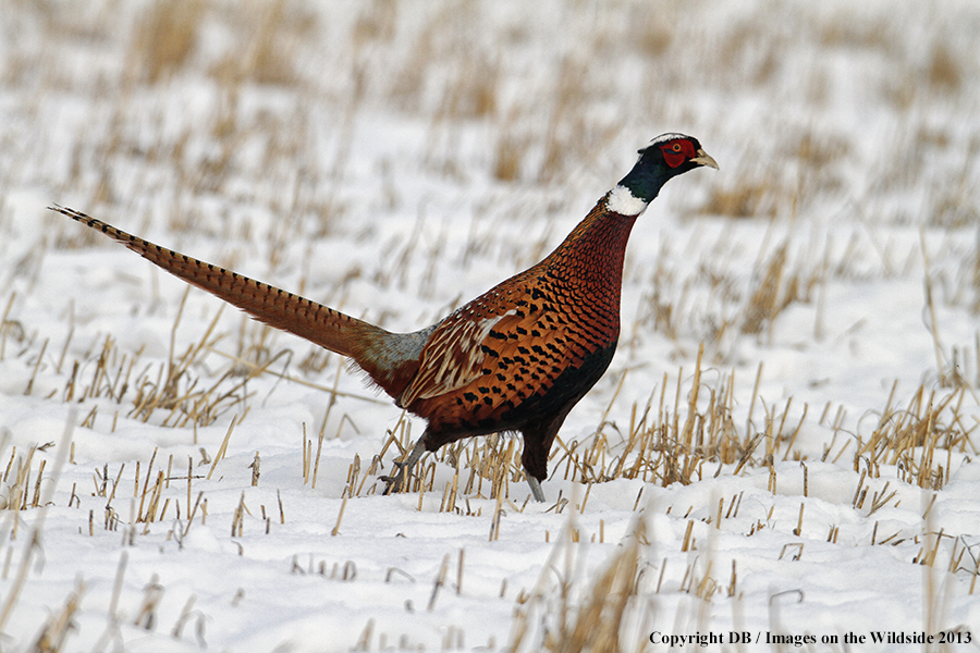 Ring-necked pheasant in field.