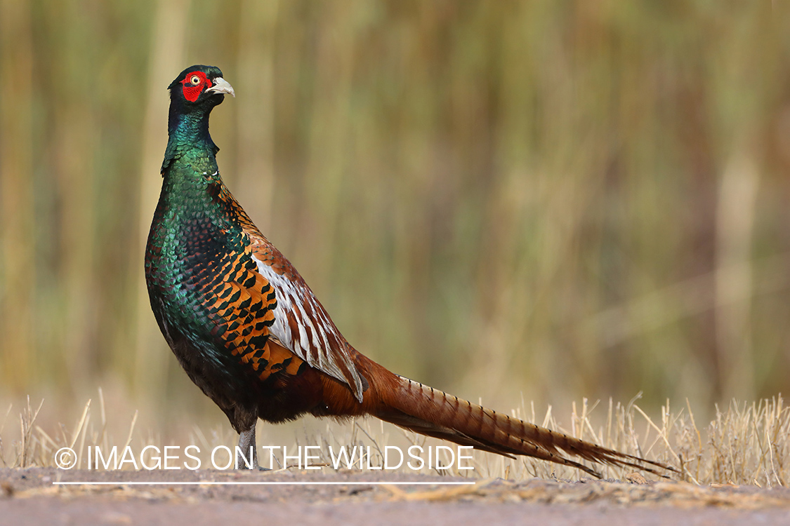 Ring-necked pheasant in habitat.