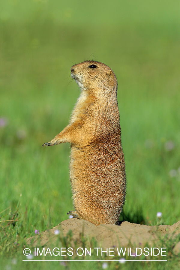 Prairie dog in habitat.