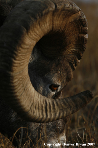 Close-up of a Rocky Mountain Bighorn sheep