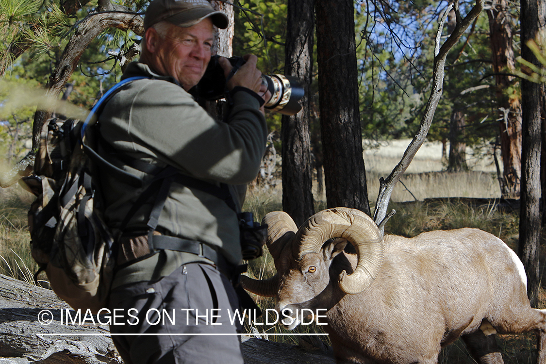 Photographer with bighorn sheep.