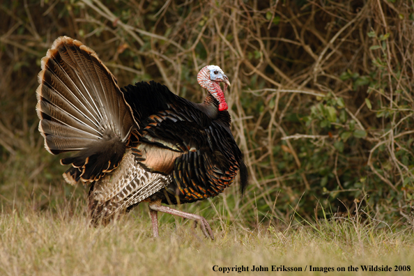 Eastern Wild Turkey