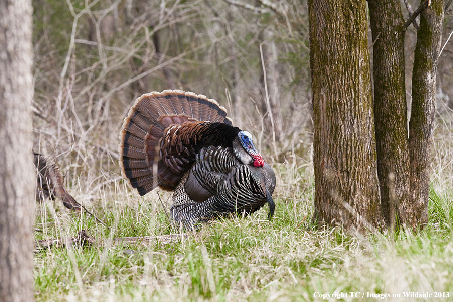 Eastern Wild Turkey in habitat.