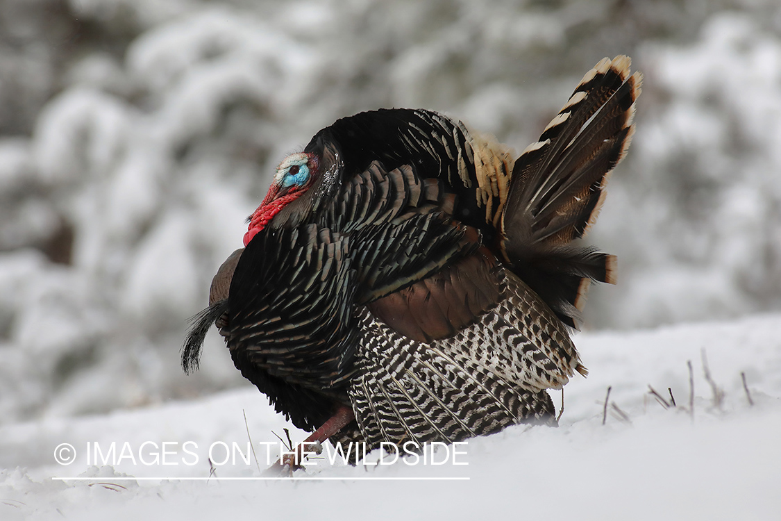 Merriam's turkey tom in full strut.