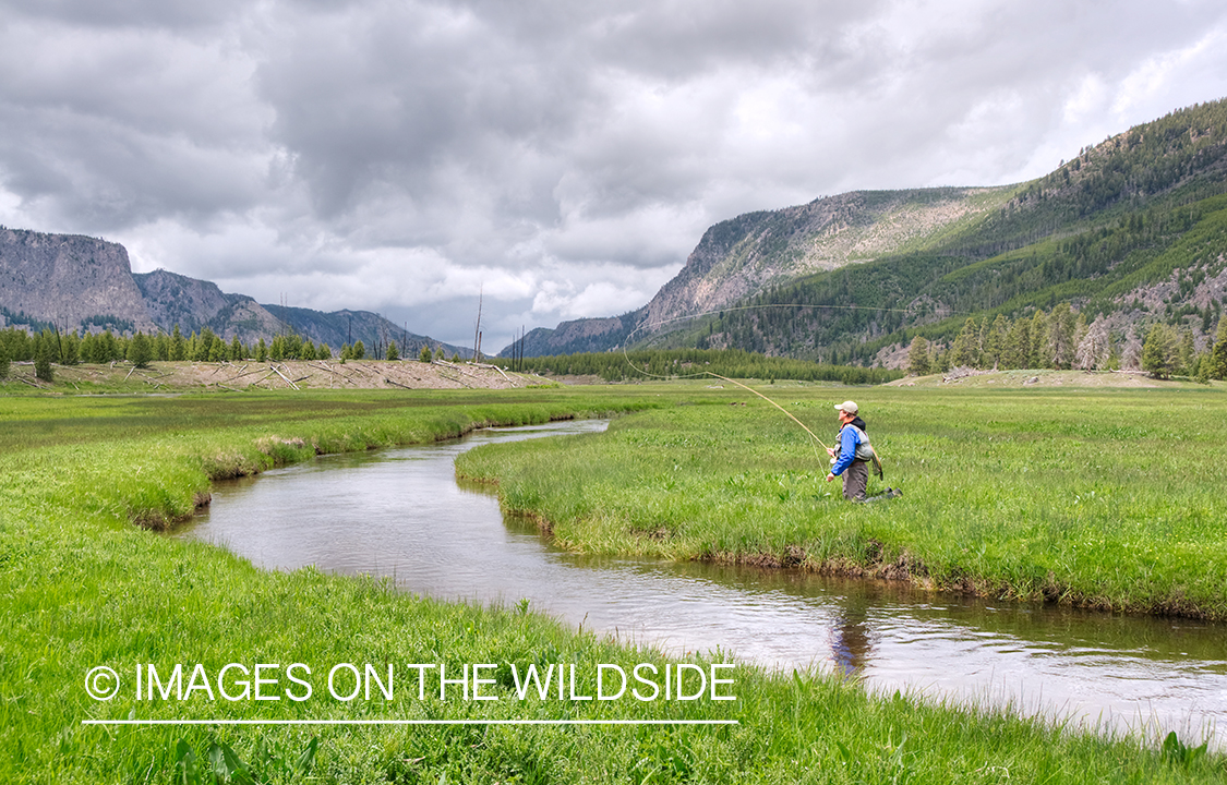 Flyfisherman on Madison River, YNP.