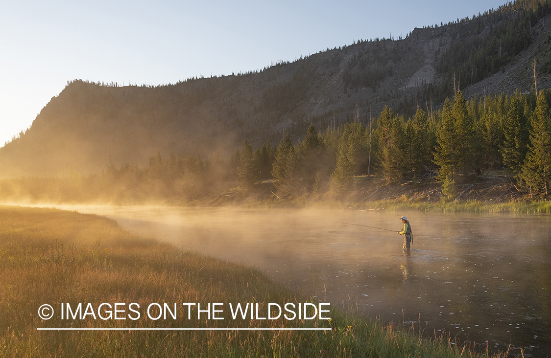 Flyfishing, Madison River, Yellowstone National Park.