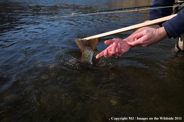 Flyfisherman releasing a nice rainbow trout.