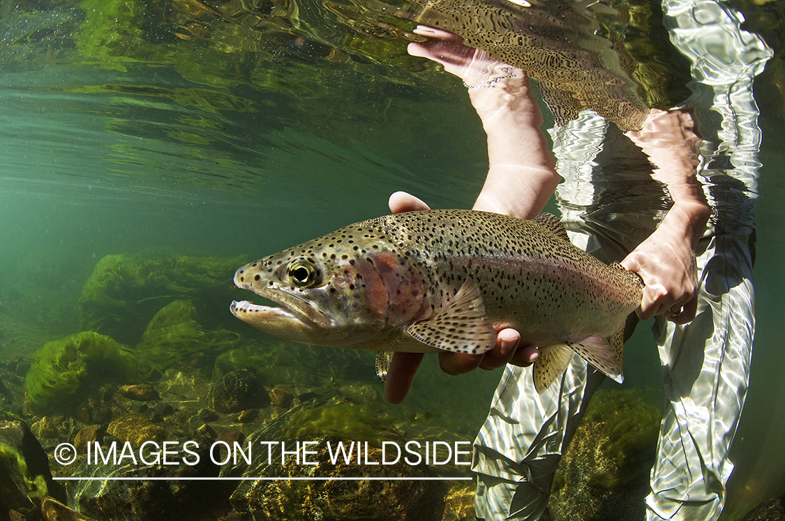 Flyfisherwoman realeasing rainbow trout. 