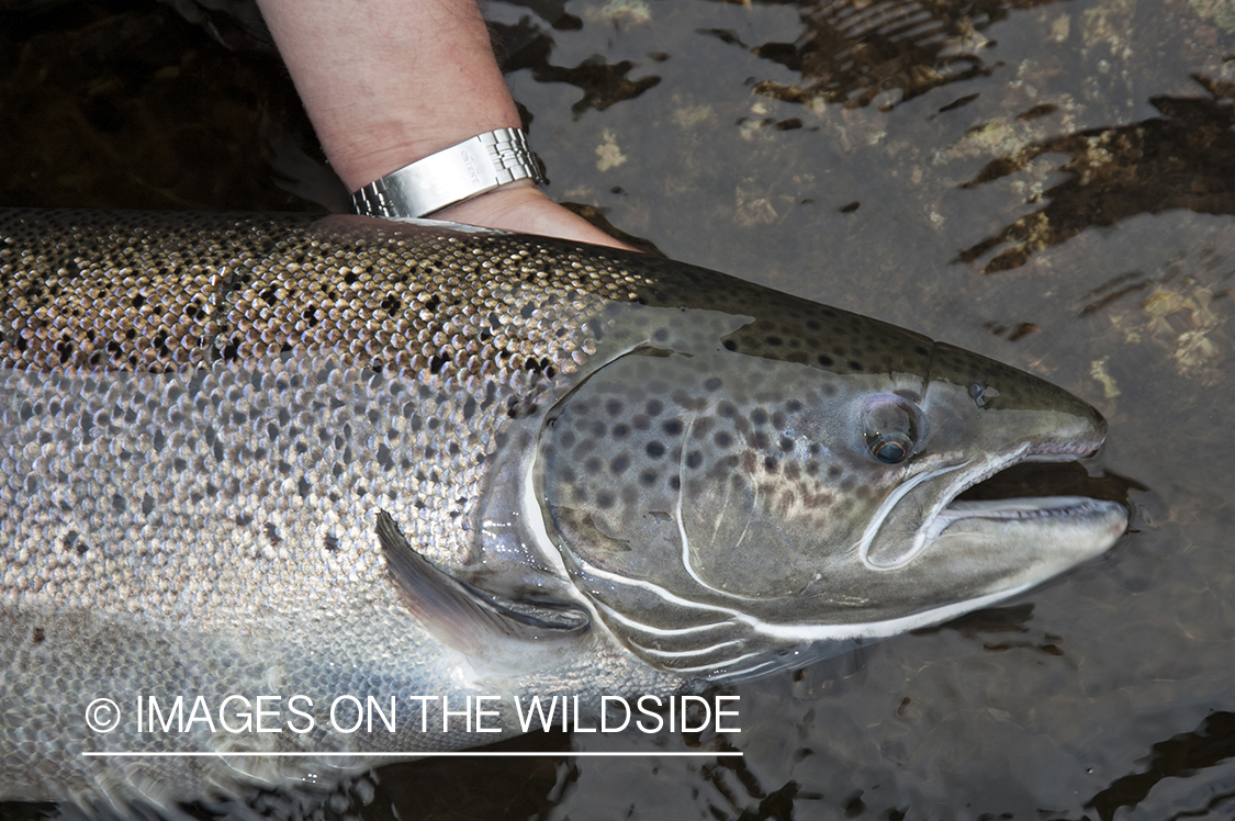 Flyfisherman with salmon.