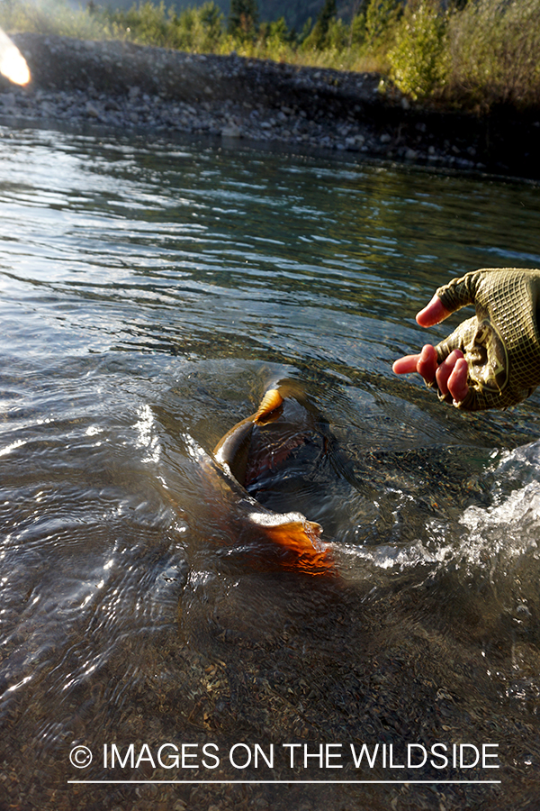 Flyfisherman releasing bull trout.